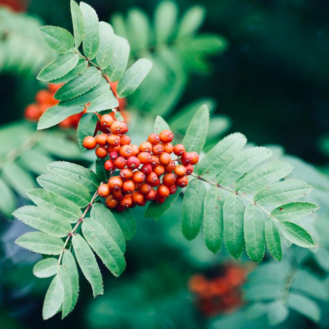 Rowan Berry: A Bird’s Favourite Food?