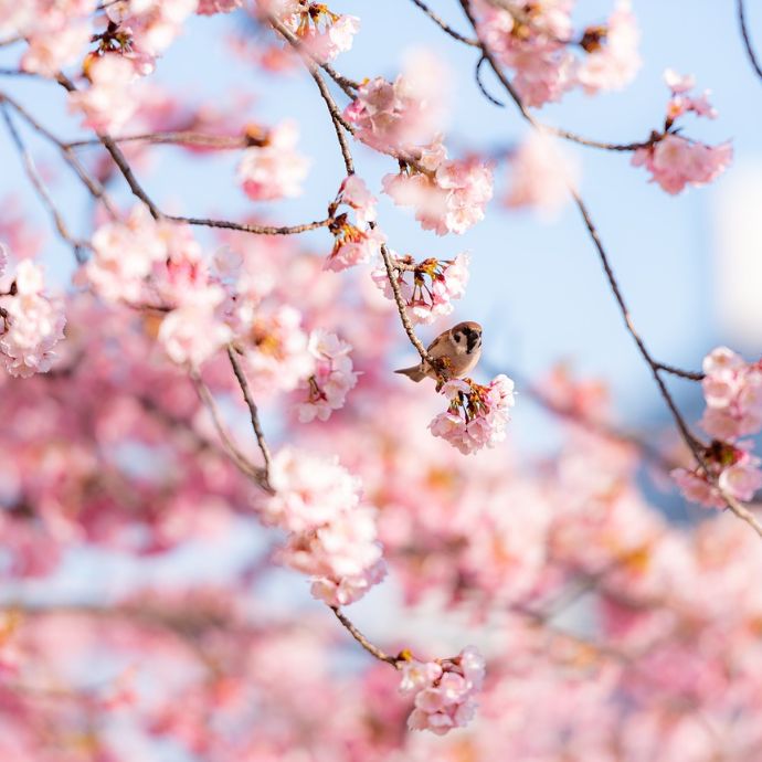 Sakura: Trees, Flowers & Meaning