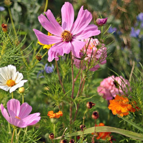 self seeding plants