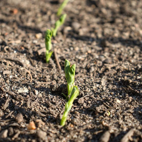 pea plants in the ground