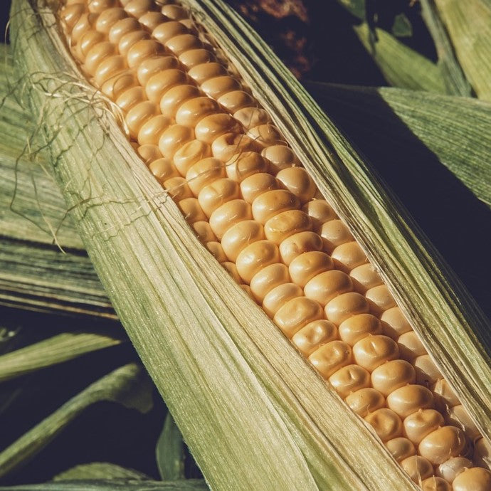 How to Grow Sweetcorn