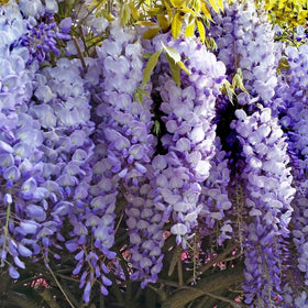 countless wisteria blooms