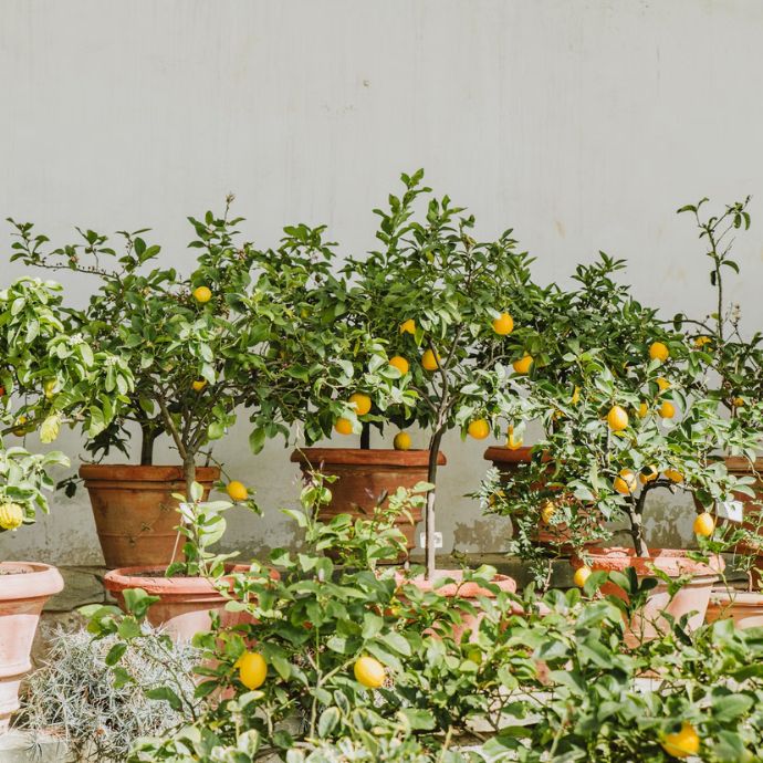 Trees for Pots: Our Top Container-Loving Trees