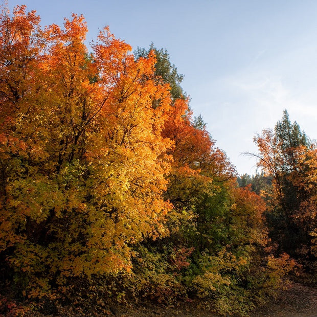 trees for autumn colour