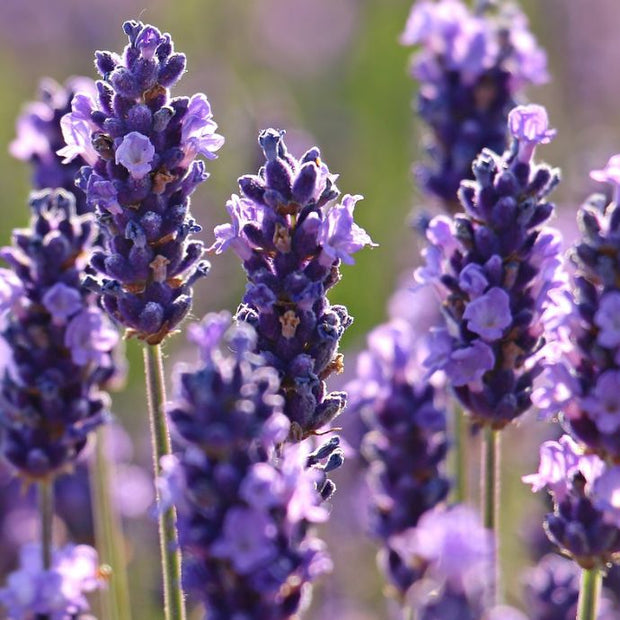 a single type of lavender close up