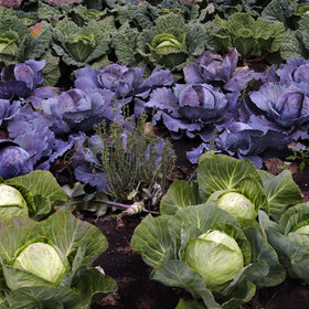 spacing vegetable plants