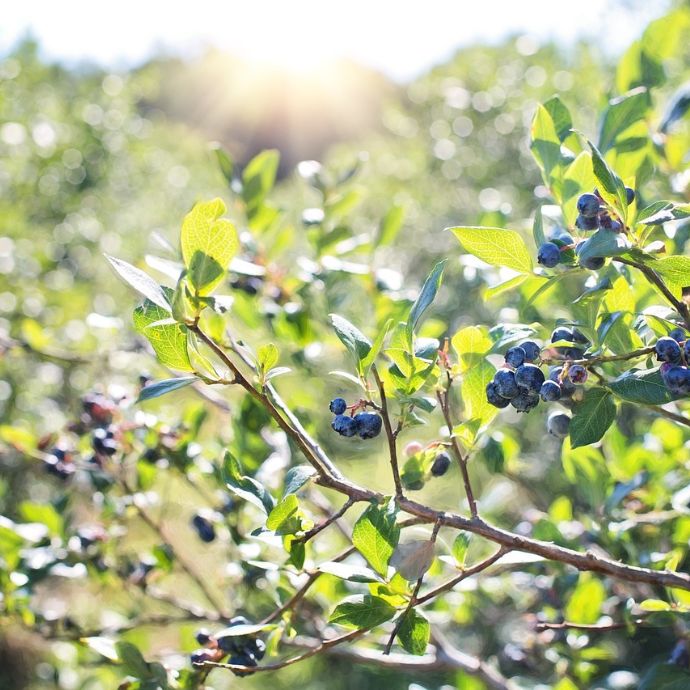 Which Are the Best Blueberry Plants?