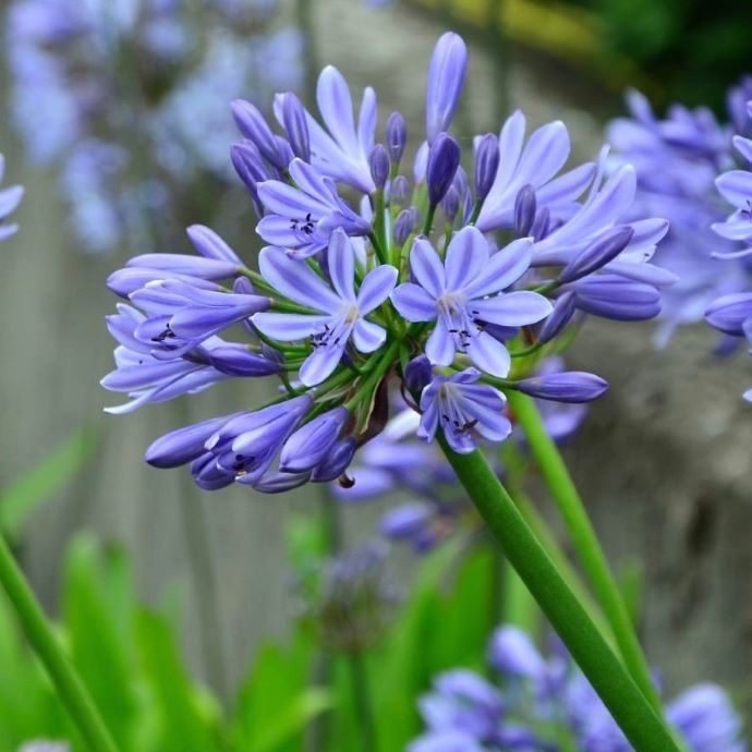 Agapanthus Care Guide: Planting, Flowering and Dividing – Roots Plants