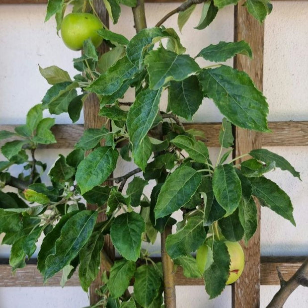 apple trees in pots