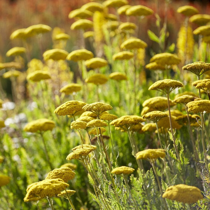 The 5 Best Achillea (Yarrow) Plants to Grow