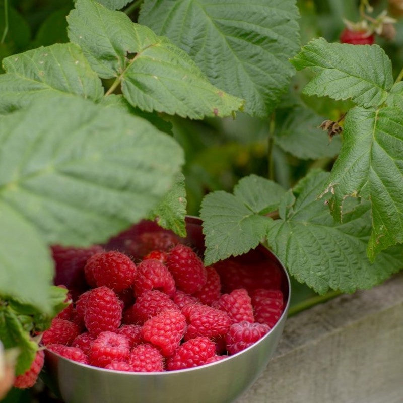 Best Raspberry Plants to Grow in the UK