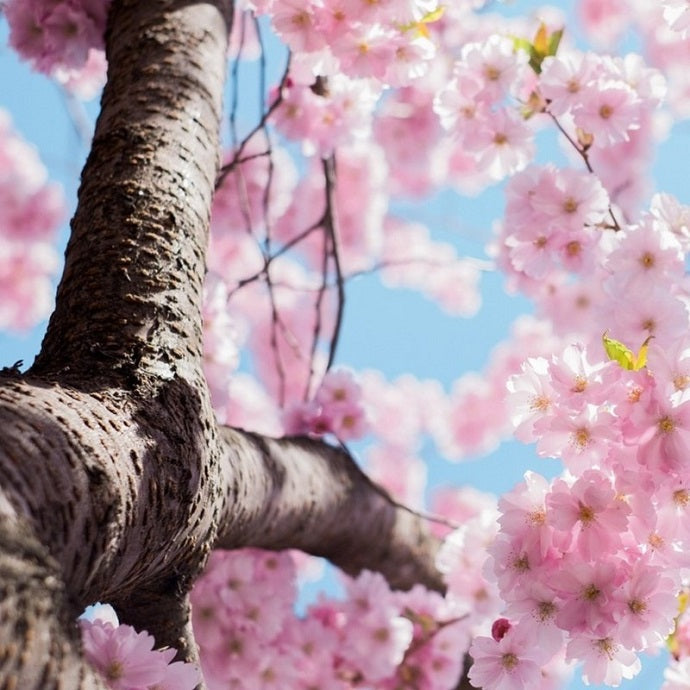 4 Steps To Choosing The Perfect Cherry Blossom – Roots Plants