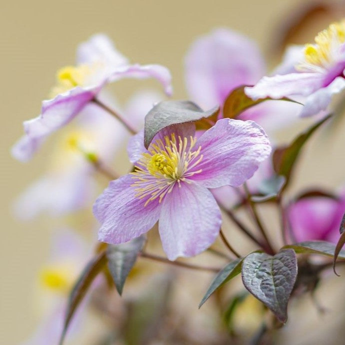 Clematis Pruning Groups