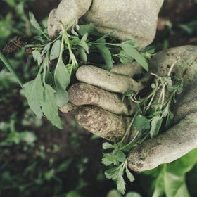 common garden weeds