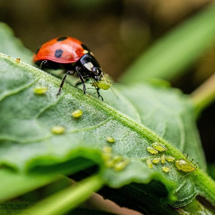 Fruit Tree Problems: Signs and Solutions