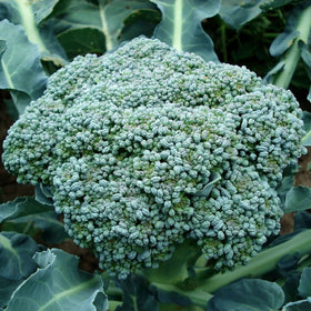 How To Grow Broccoli