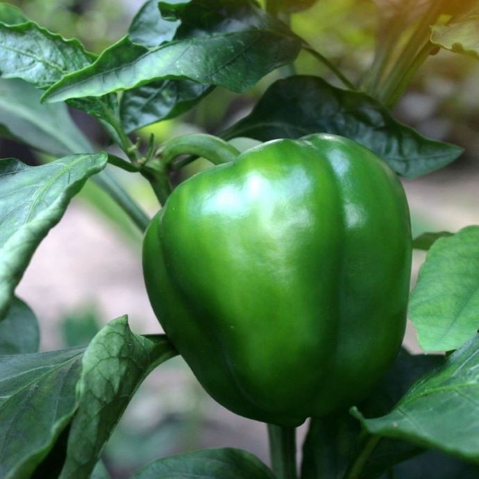 How to Grow Peppers