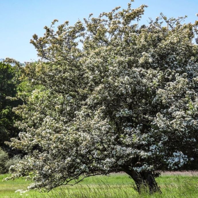 5 Trees for All Four Seasons