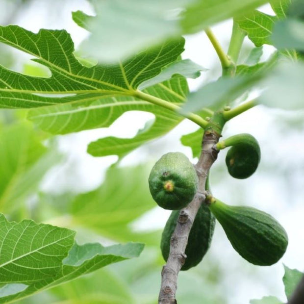 how to grow figs