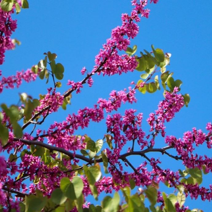 How the Judas Tree Got Its Name