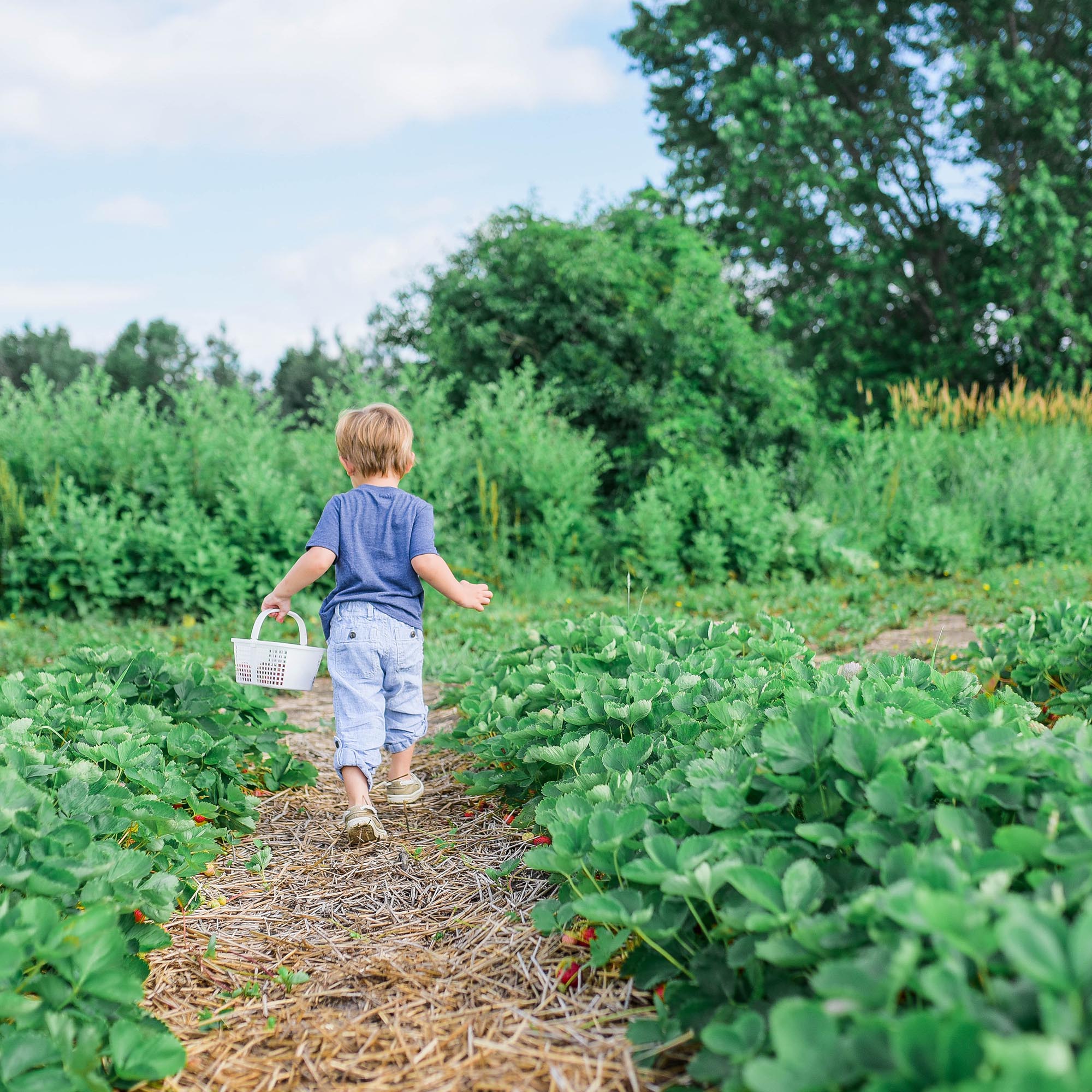 Natural Fertilisers: Are They Any Good?