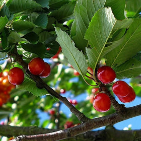 picking cherry tree