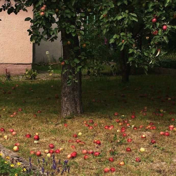 What Is a Fruit Drop and Why Do Trees Drop Fruit?