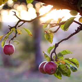 pruning apple trees