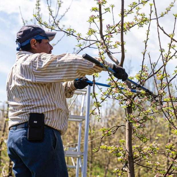 pruning cherry trees