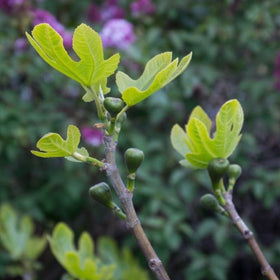 pruning fig trees