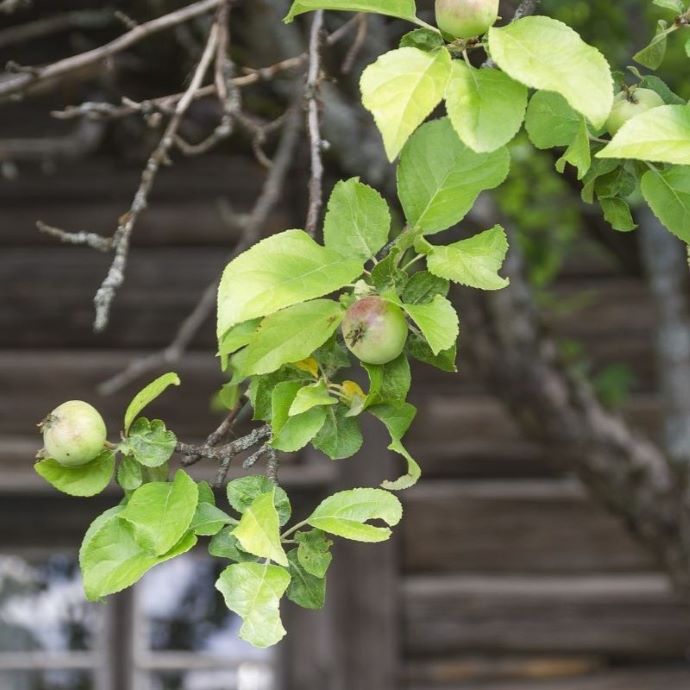 Rare Apple Varieties: UK’s Best Heritage Apples