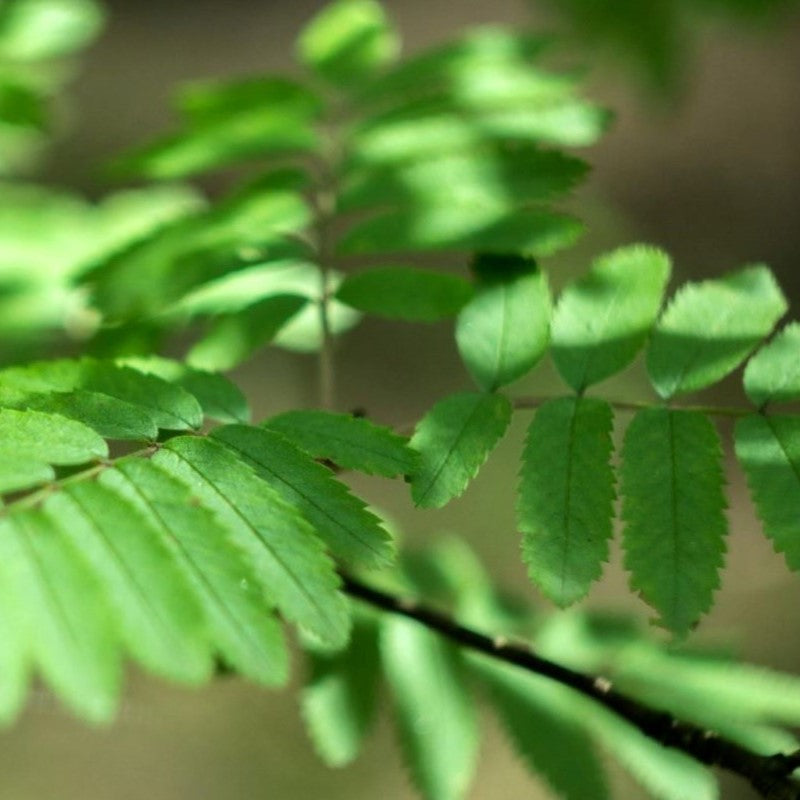 Rowan Tree Leaves: Identifying a Mountain Ash Tree