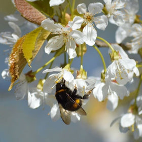 self pollinating apple trees