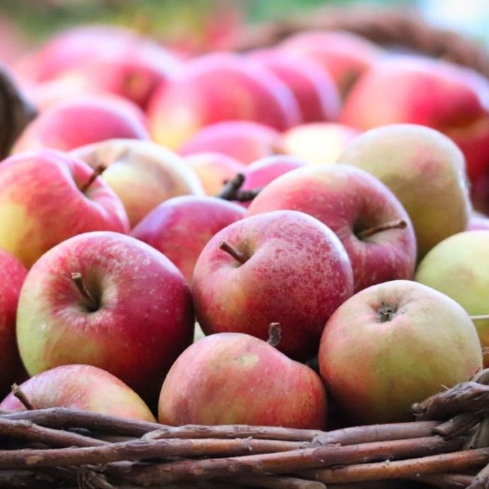 Storing Apples Picked at Home