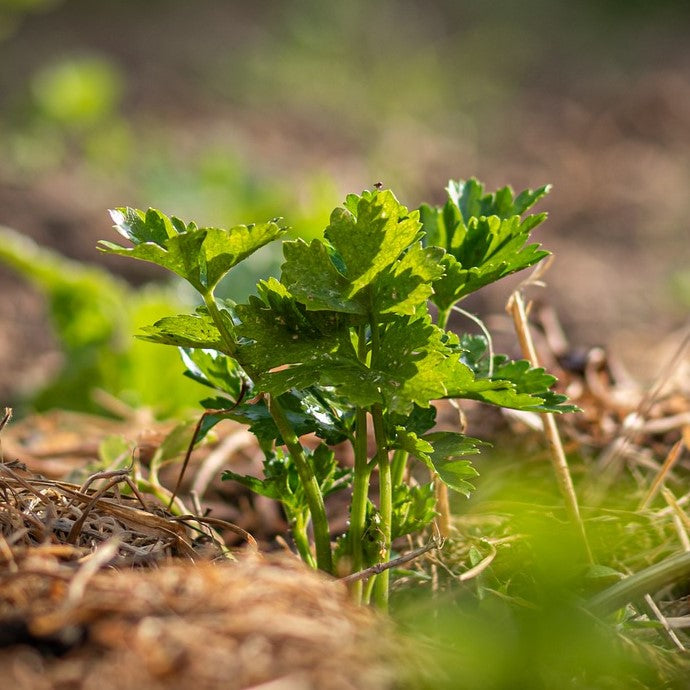 How To Grow Celery