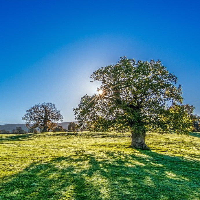 8 Fast Growing Trees For Your Garden