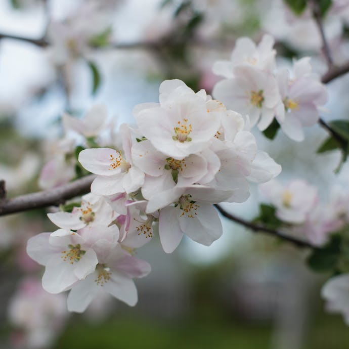 5 Impressive Flowering Trees For Any Garden