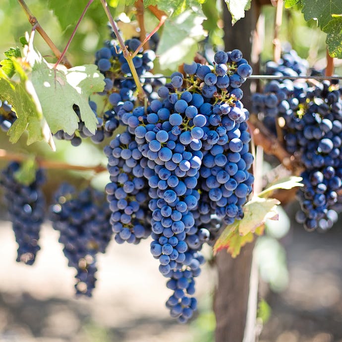 Pinot Noir Outdoor Grape Vine Roots Plants