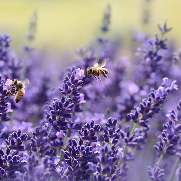 10 Fresh Planting Ideas for Lavender