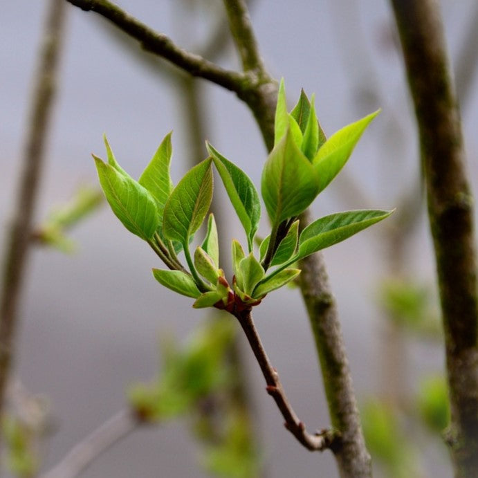 The 7 Best Trees For Small Spaces