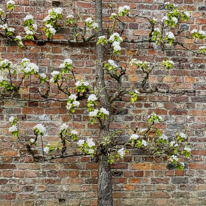 How To Espalier Apple Trees