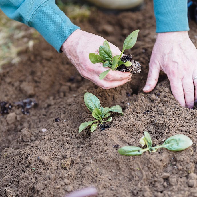 Vegetables to Plant in Autumn