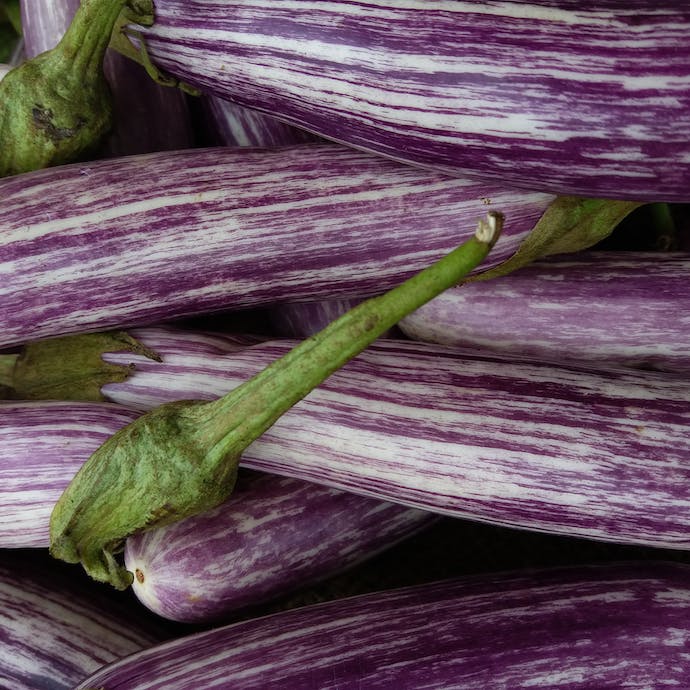 Growing Aubergines: UK Beginner’s Guide