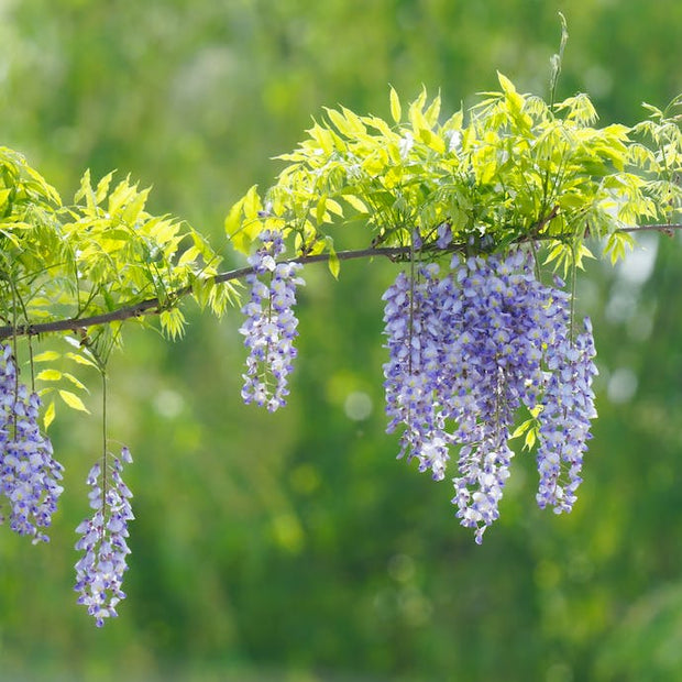 How to Grow Wisteria: Care Tips