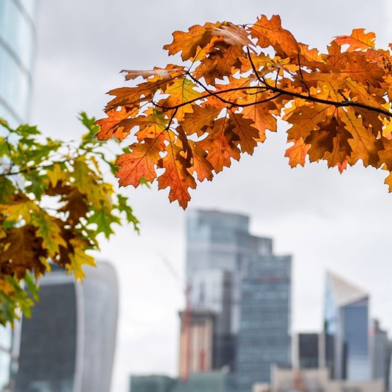 Trees for Cities: The Best Urban Trees