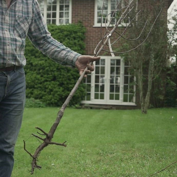 What is a Bare Root Tree?