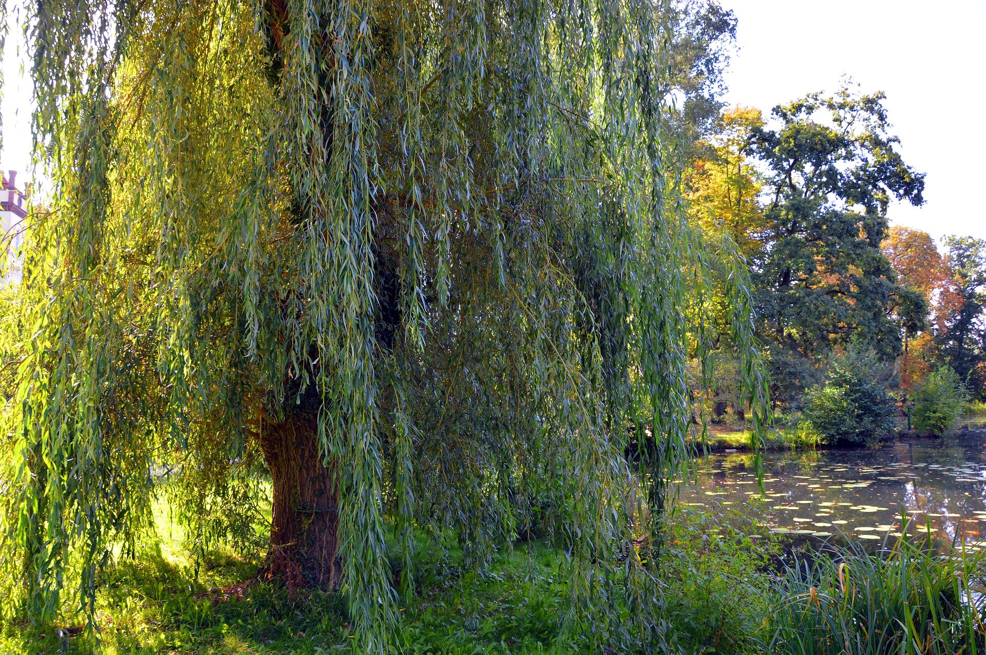 Salix babylonica - Wikipedia