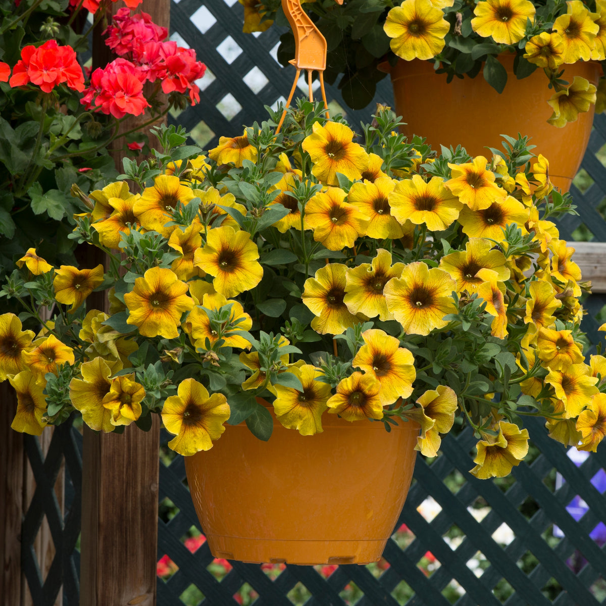 Annual Bedding Plants: Sustainably Grown in the UK - Roots Plants