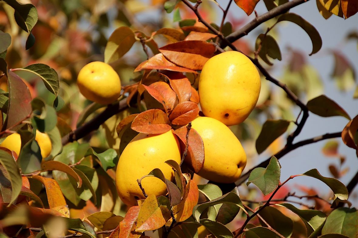 Quince Trees – Roots Plants