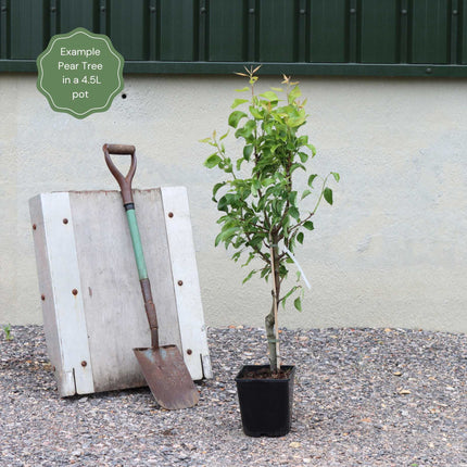 'Conference' Pear Tree Fruit Trees